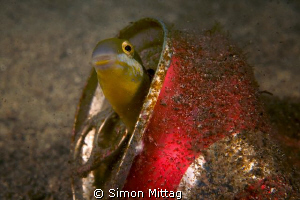 Blenny In Coke Can by Simon Mittag 